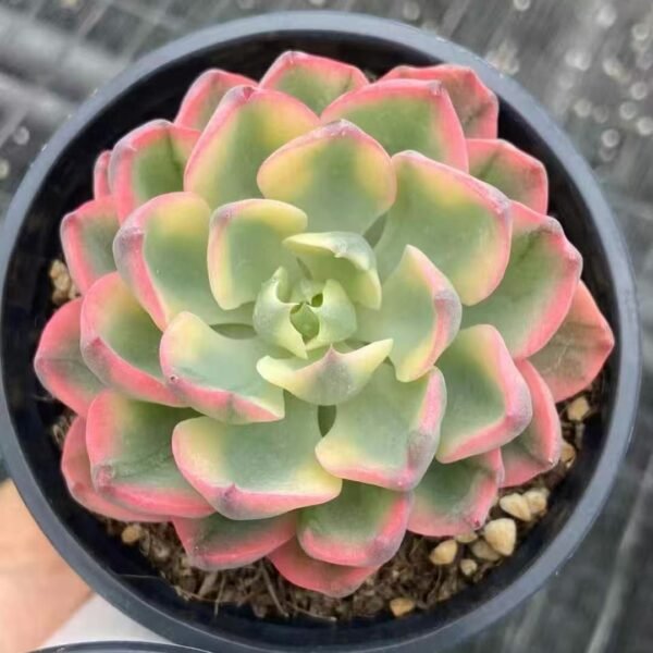 025. Echeveria ‘Tearless Variegata’