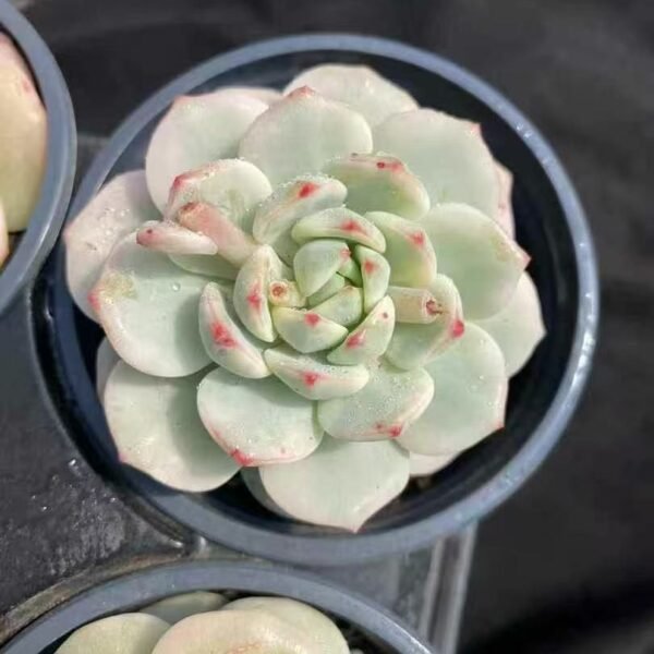 013. Echeveria ‘Vanilla Variegata’