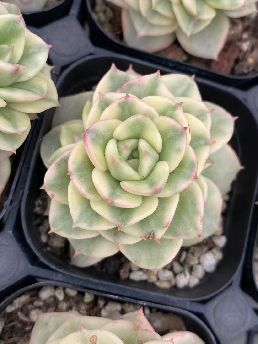 Echeveria20Wax20Peony20Variegata26.jpg
