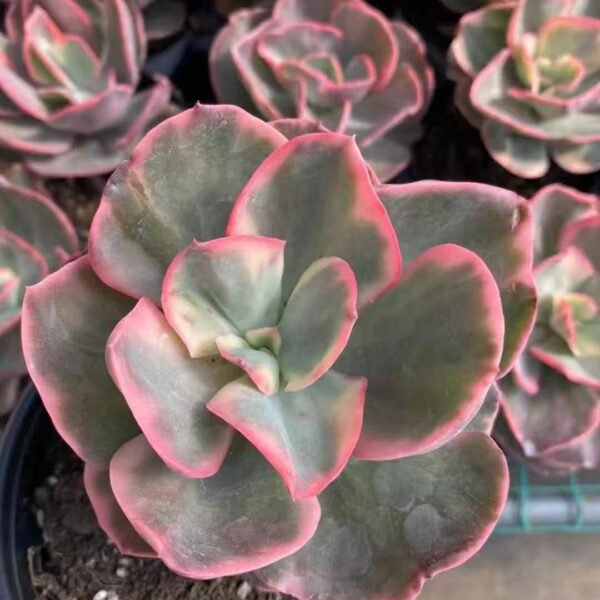 040. Echeveria ‘Xiu Yan Variegata’