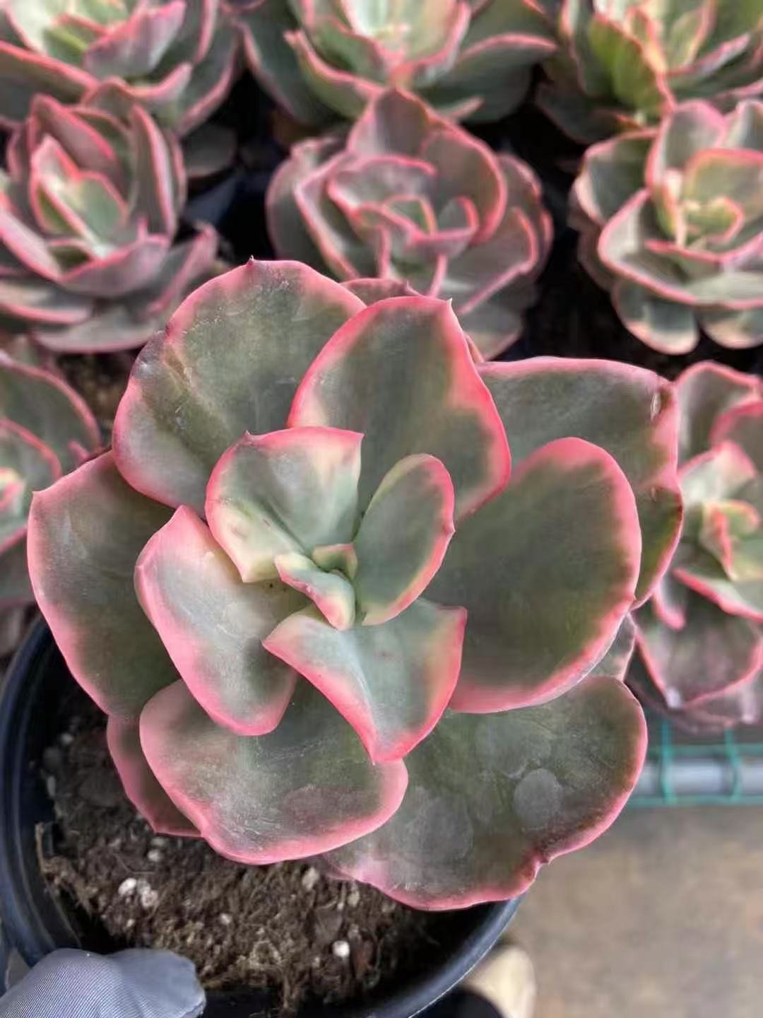 Echeveria20Xiu20Yan20Variegata33.jpg