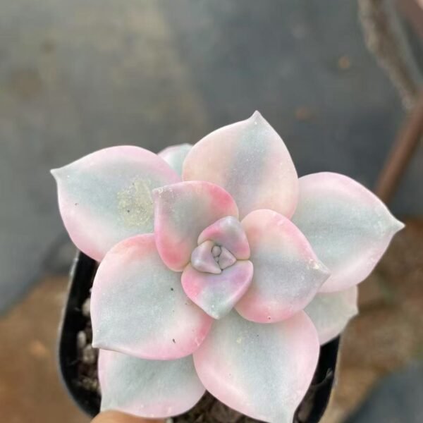 002. Echeveria ‘Zile Variegata’