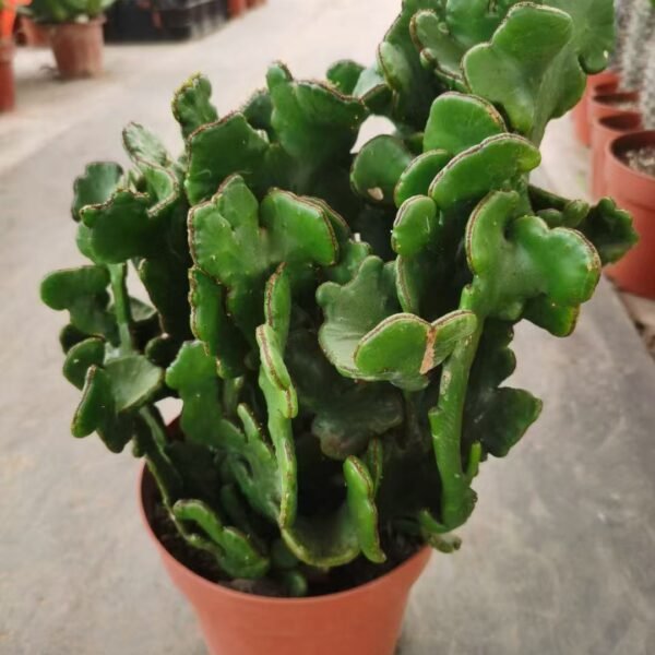 031. 001Pachycereus ‘Penghu Tree Cristata’