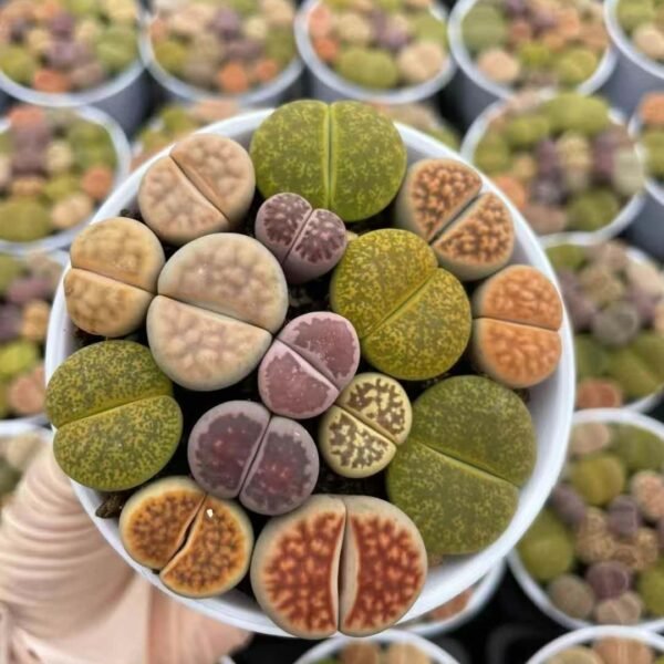 009. Lithops Mixed