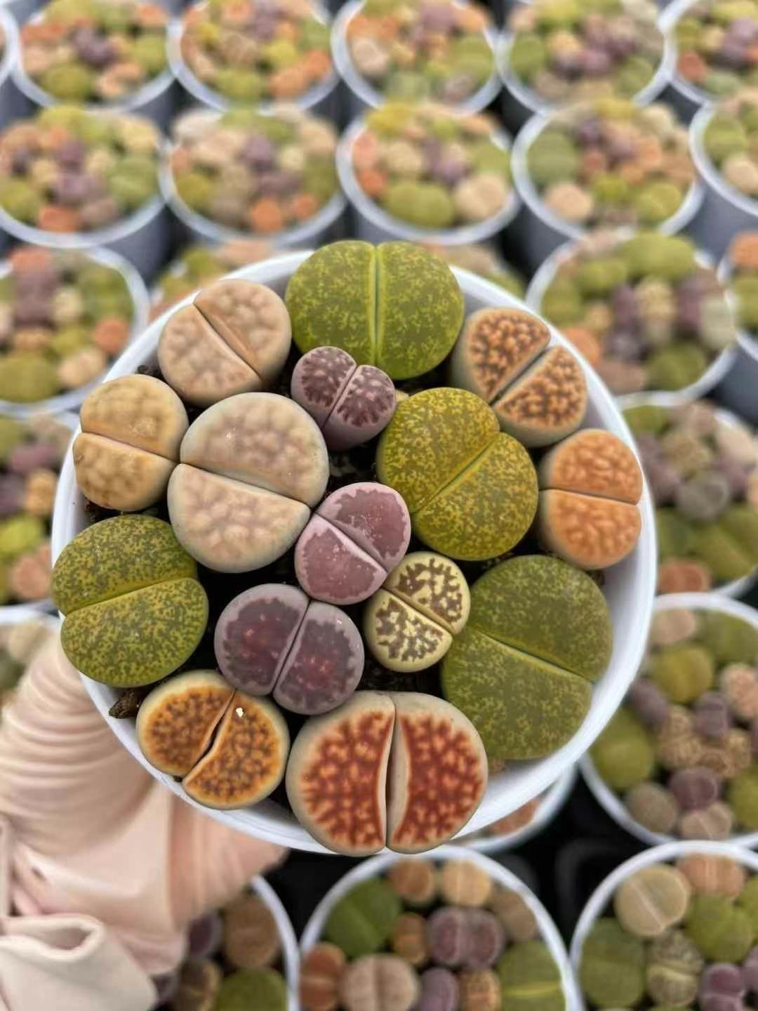 Lithops