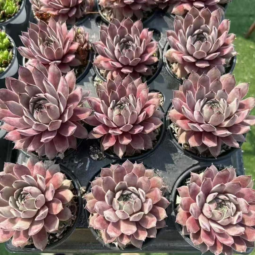 038. 003Sempervivum ‘Aimong’