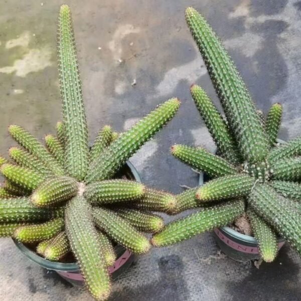 030. 004Parodia ‘Golden Button’