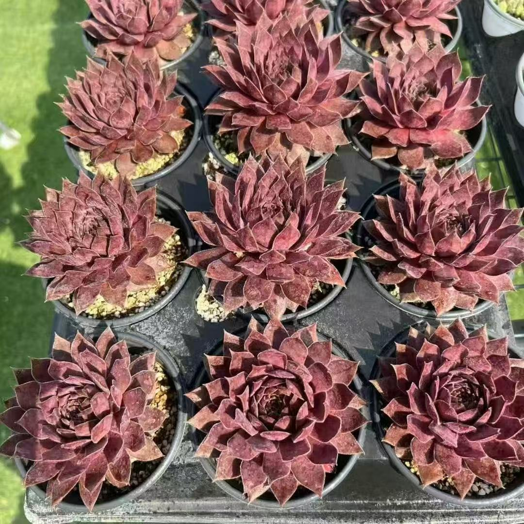 004Sempervivum20Legolas.png