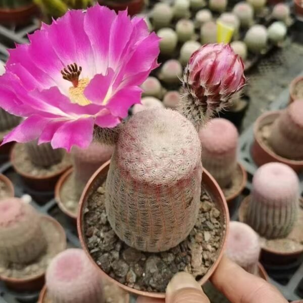 022. 005Gymnocalycium mihanovichii ‘Red Sun’