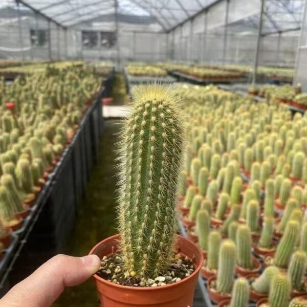 046. 006Espostoa lanata