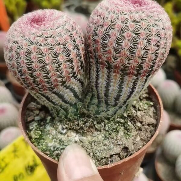 028. 008Gymnocalycium mihanovichii ‘Red Sun Multicrown’