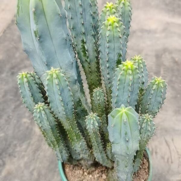 052. 009Pachypodium ‘Tairyu Tree’