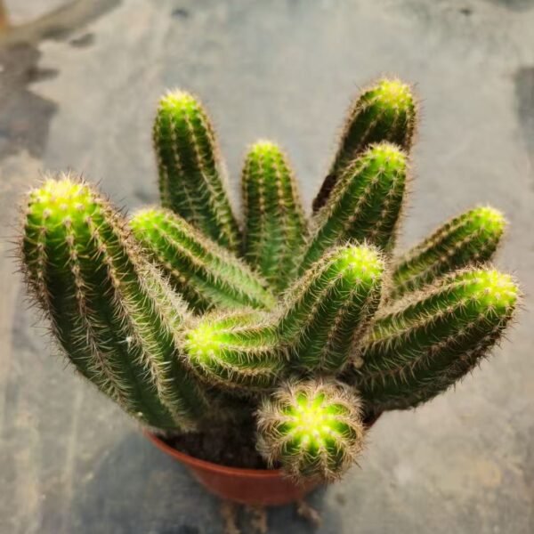 034. 010Euphorbia ‘Shirotan’