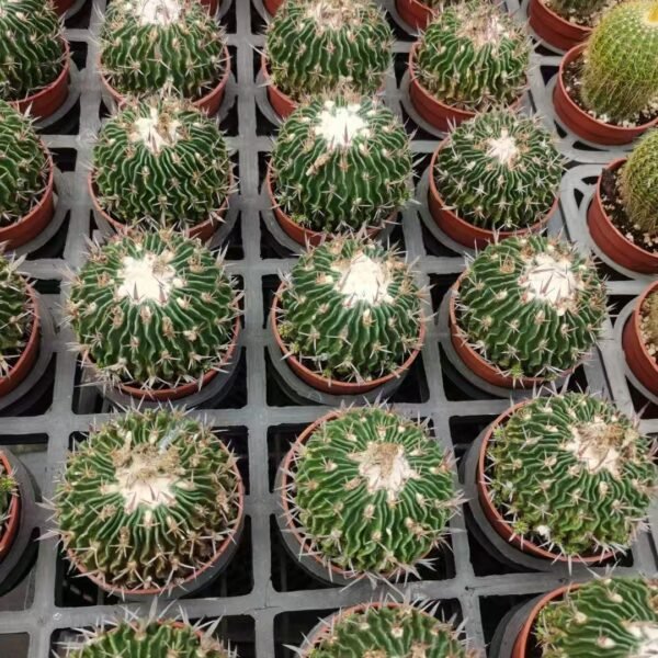 026. 011Mammillaria ‘Waves’
