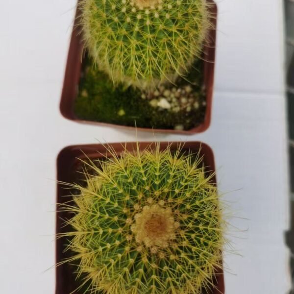 014. 012Mammillaria ‘Golden Crown’