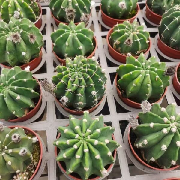 010. 013Mammillaria bocasana