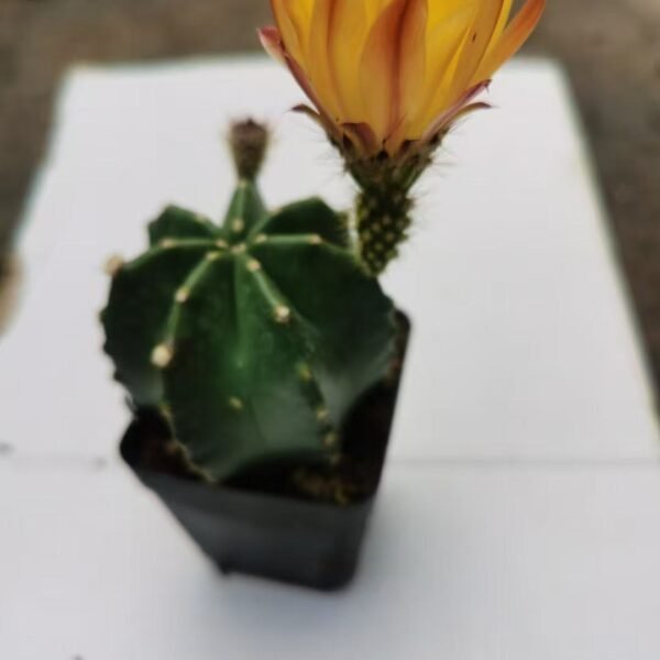 036. 014Mammillaria ‘Micro Shrimp’