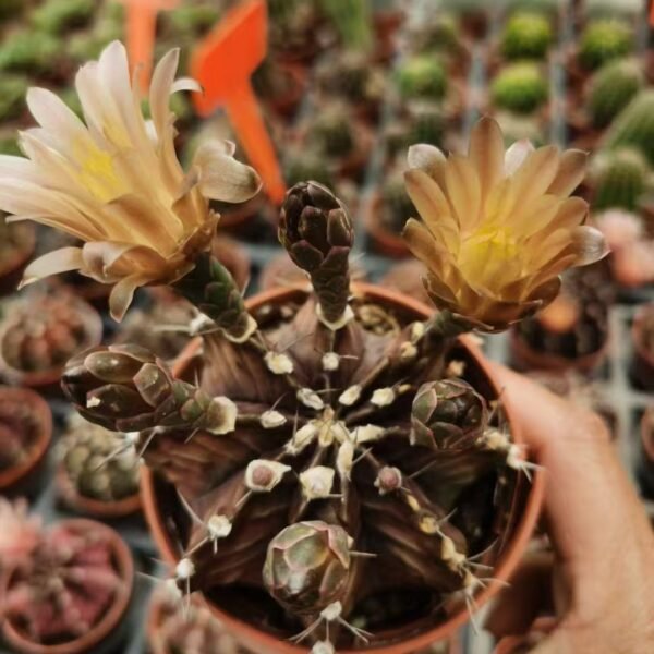 027. 015Ariocarpus fissuratus f. variegata
