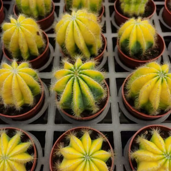 056. 016Myrtillocactus ‘Yellow Glow’