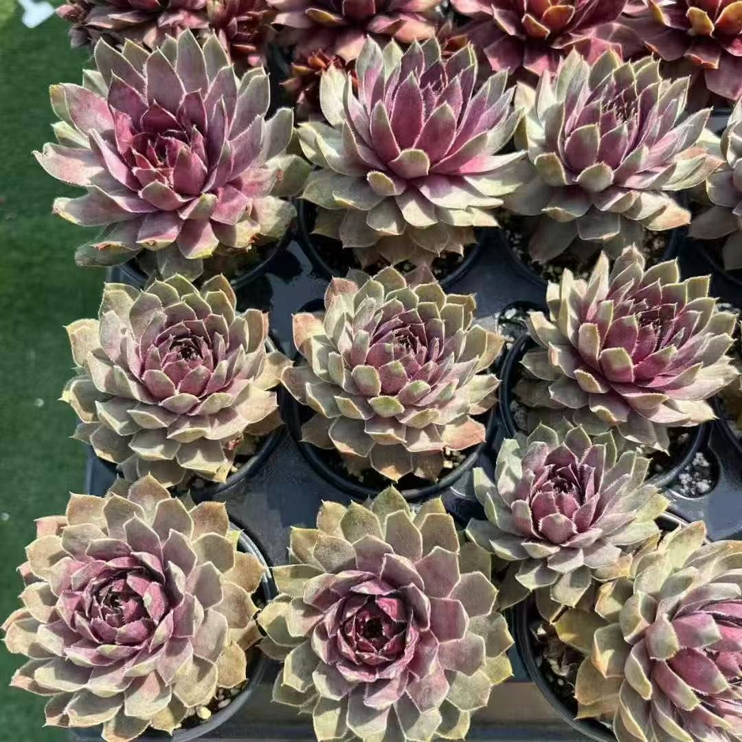 044. 016Sempervivum ‘Lavender’