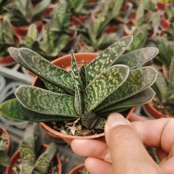 019. 017Bryophyllum daigremontianum