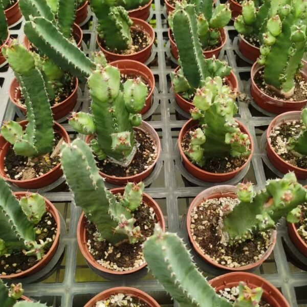 005. 018Euphorbia lactea ‘White Horn Kirin’