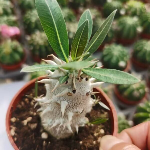 022. 019Cereus ‘Brazilian Queen’