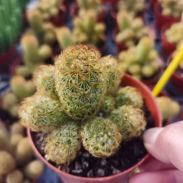 033. 020Cleistocactus winteri