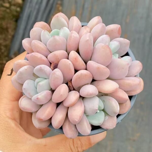 Echeveria ‘Egret’