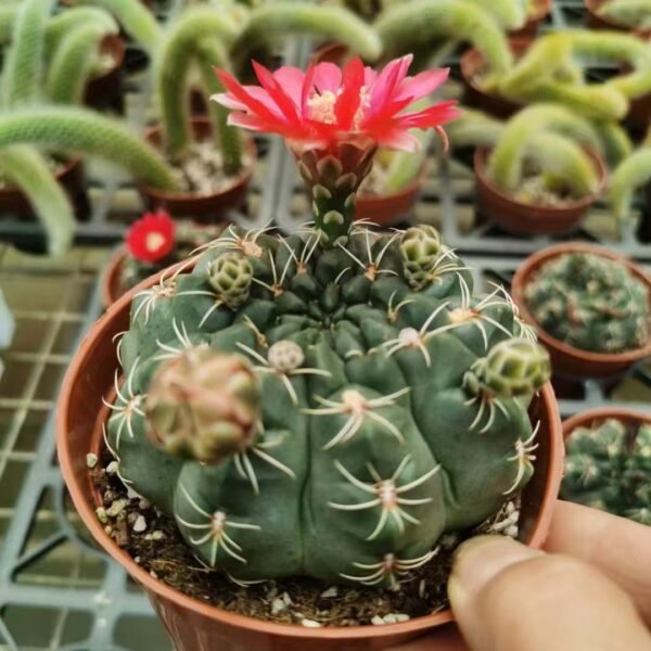038. 022Gymnocalycium ‘Fihua Ball’