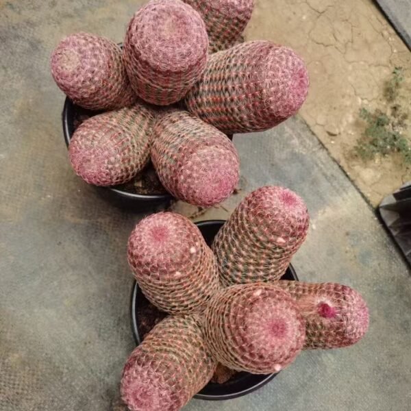 045. 023Mammillaria ‘Yellow Silverlight’
