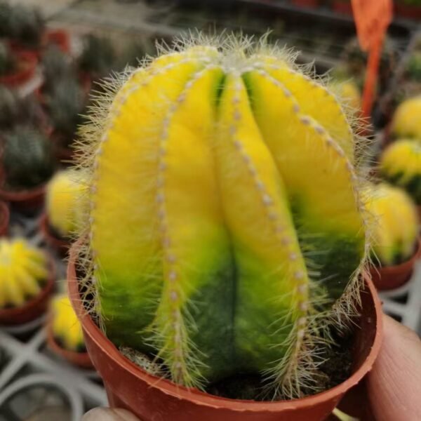 033. 024Ariocarpus ‘Ruiun Kikko’