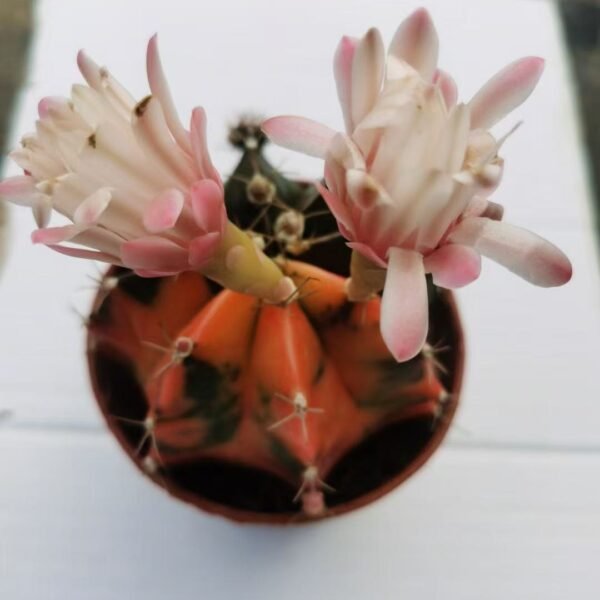 014. 025Myrtillocactus geometrizans