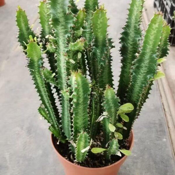 021. 026Euphorbia ‘Scallop Kirin’