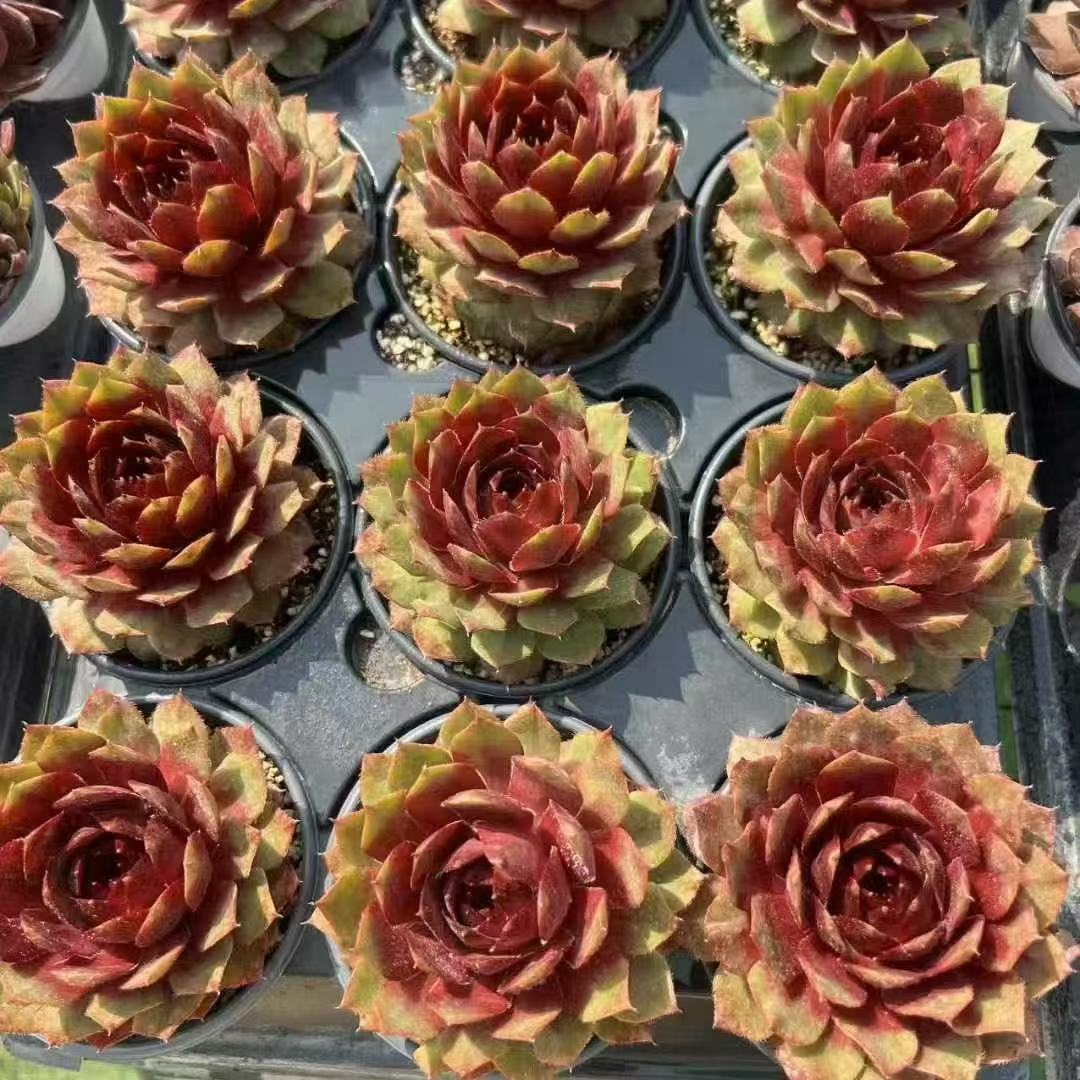 049. 027Sempervivum ‘Noble’