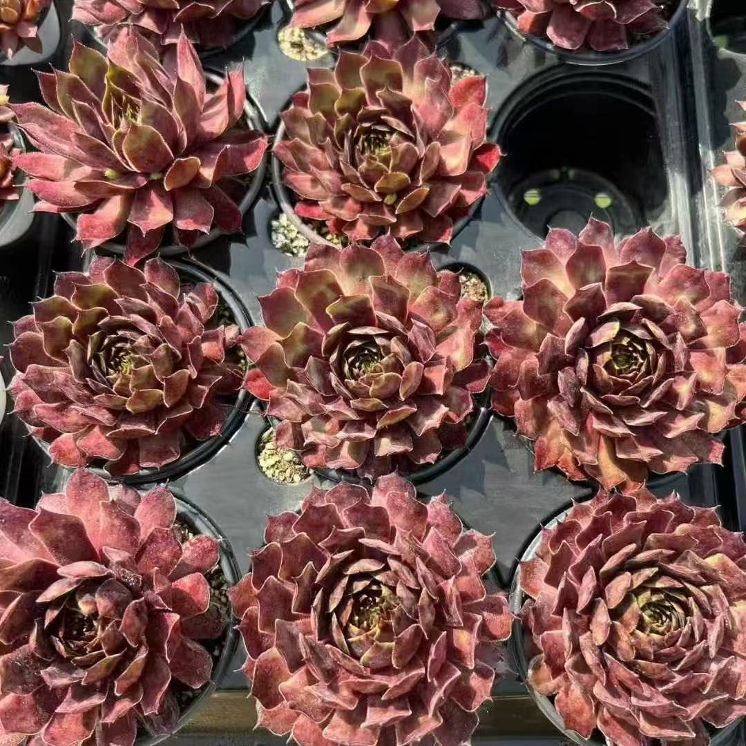 018. 028Sempervivum ‘Chitu’