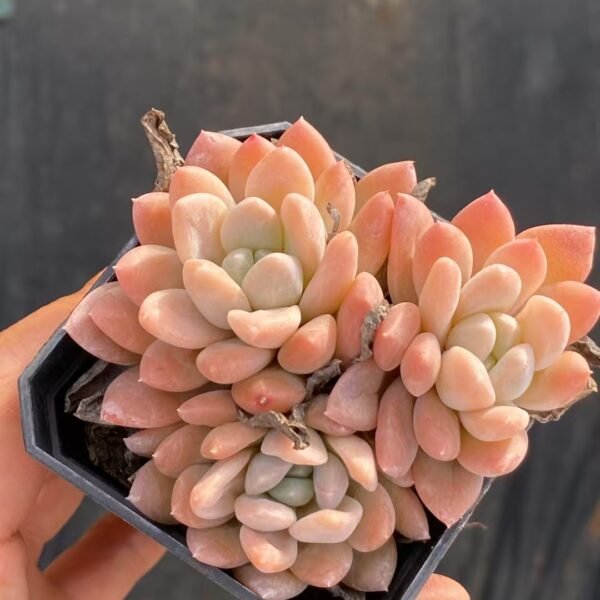Echeveria ‘Ruan Lingyu’