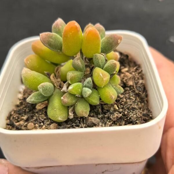 014. Ruschia sp. ‘Silkworm’