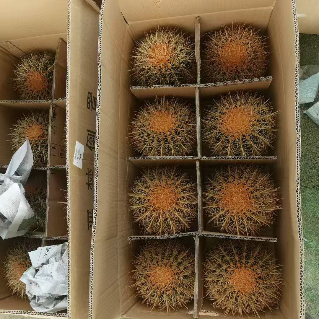 058. 030Gymnocalycium ‘Yellow Color Ball’