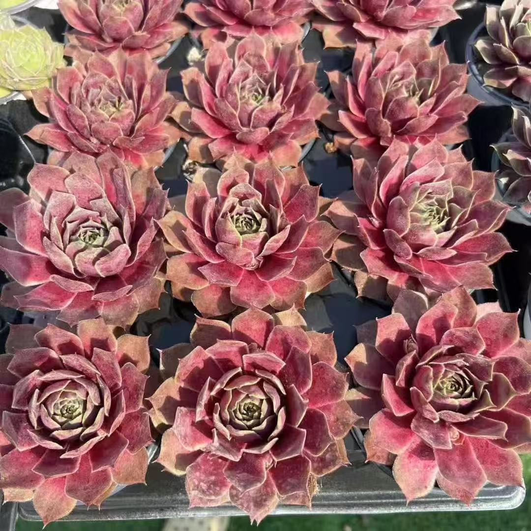 058. 030Sempervivum ‘Gedaier’