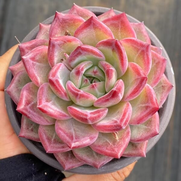 053. 031Echeveria ‘Black Knight’