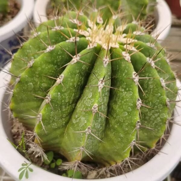 021. 031Gymnocalycium ‘Red Flower King’