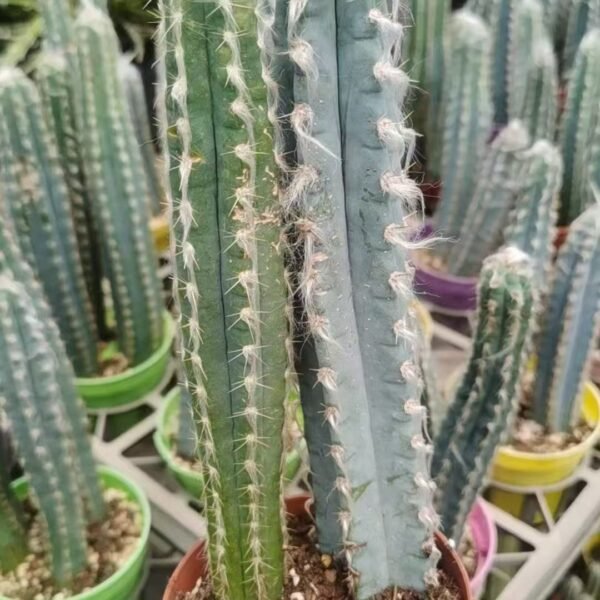 020. 032Astrophytum ‘Xuan Beauty’