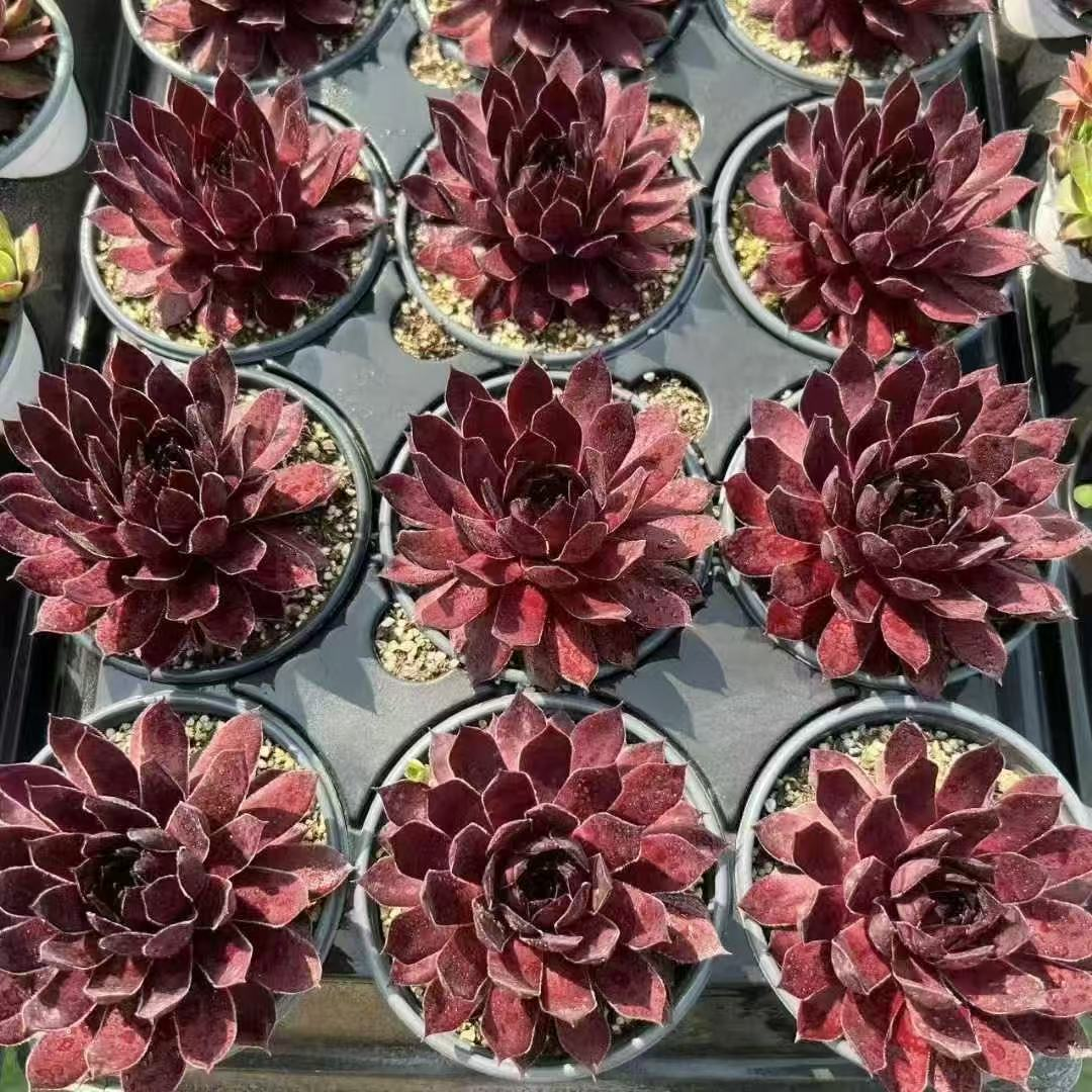 002. 032Sempervivum ‘Dragon Blood’