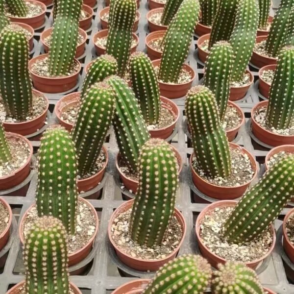 006. 033Mammillaria ‘Lucky Crown’