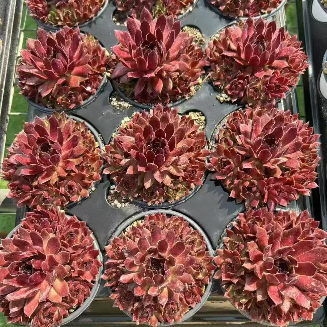 045. 033Sempervivum ‘Pacific Red Rose’