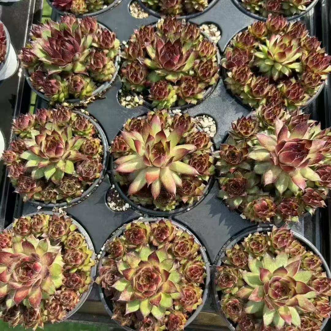 031. 034Sempervivum ‘Dark Night Elf’