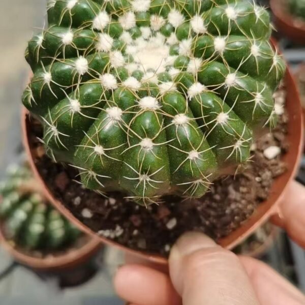 032. 035Mammillaria ‘Fish Scale’