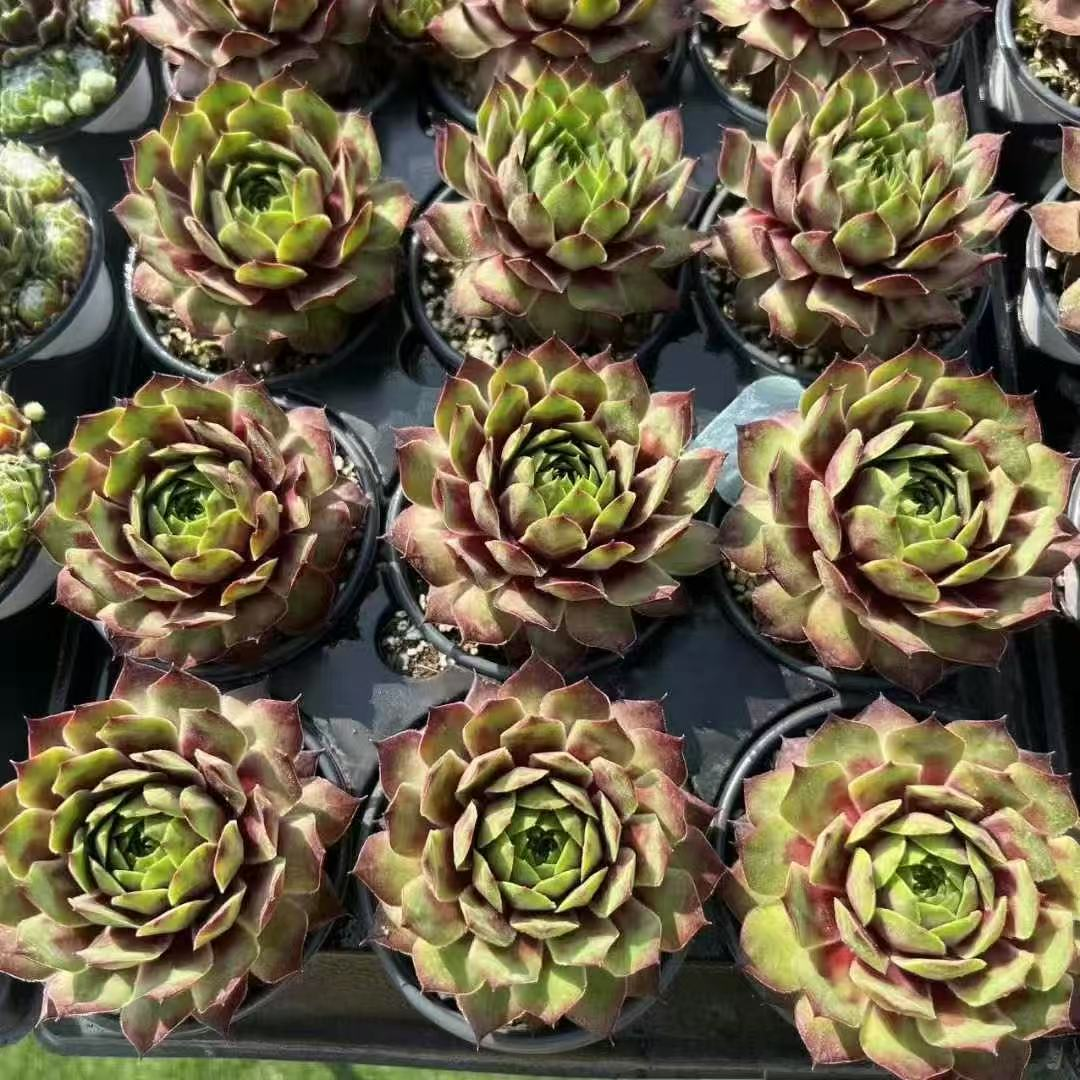 035Sempervivum20Carnival20Queen.png
