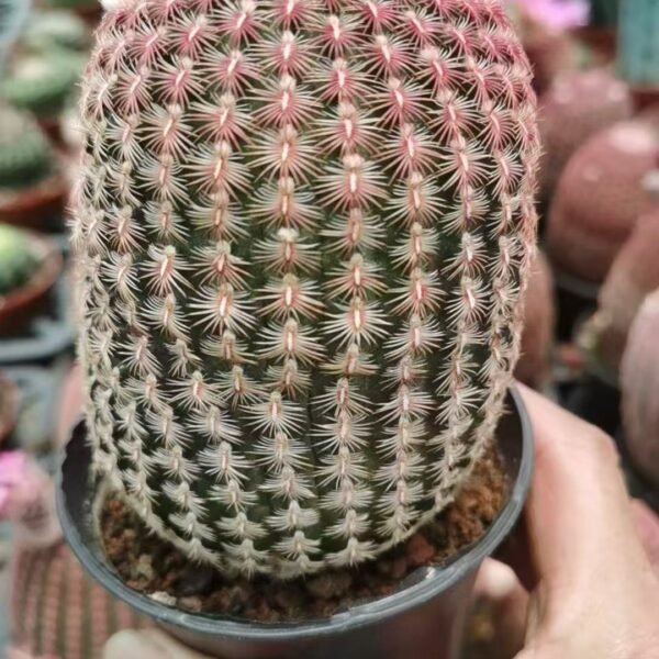 023. 036Astrophytum ‘Cactus Mirror’